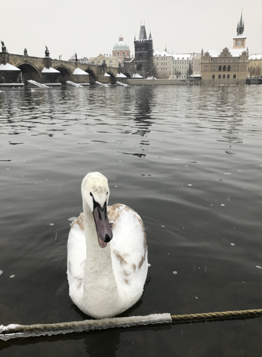 Swan not happy on frigid Vltava day; Snow on Charles Bridge